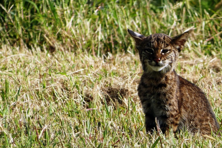 Bobcat in grass