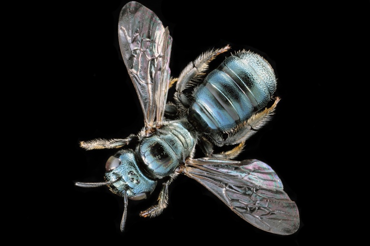 Close-up image of North American carpenter bee on black background