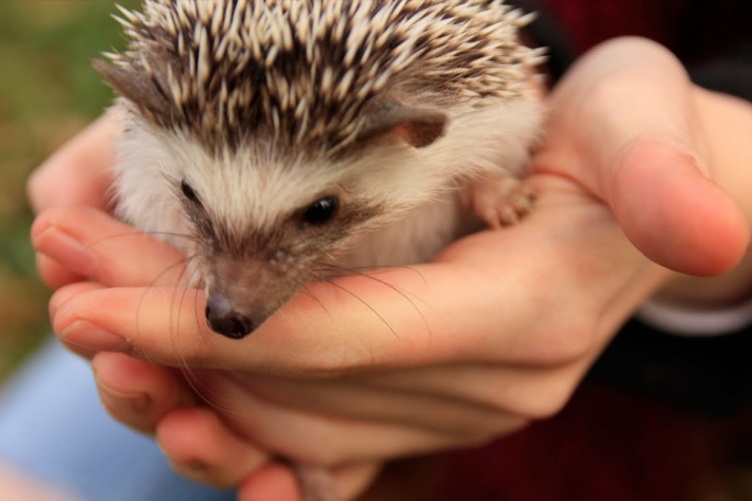 Hedgehog