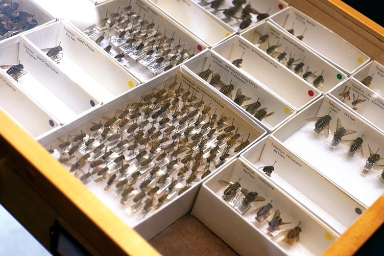 Insect library