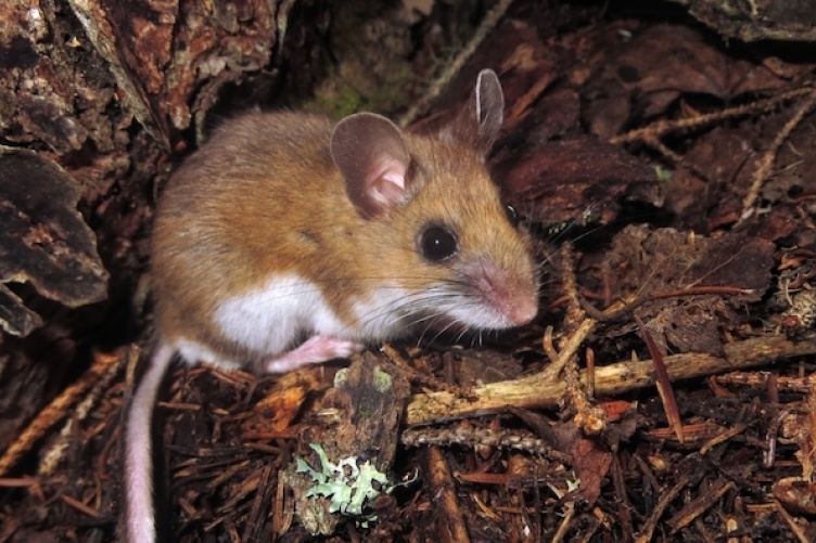 Generalist rodents such as this deer mouse disperse fungal spores at a time when many seeds are germinating