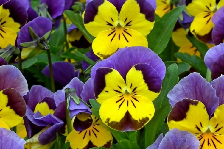 pansies