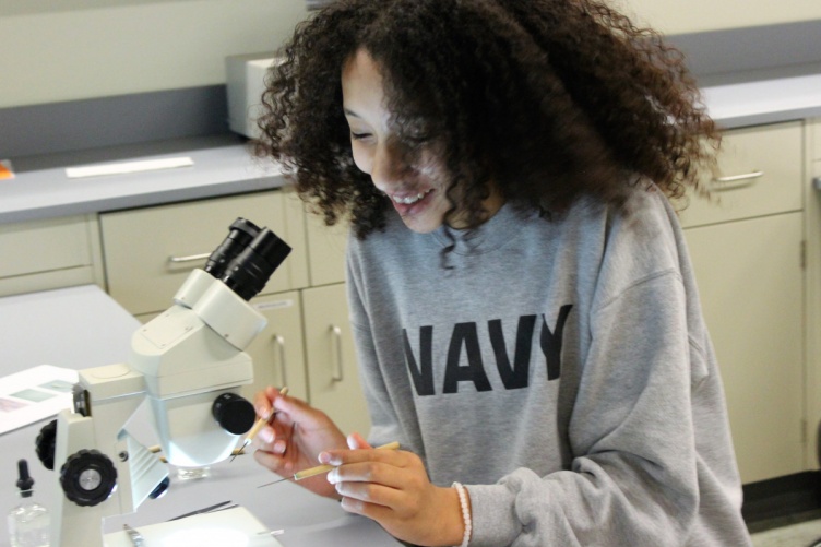 Termite Dissection