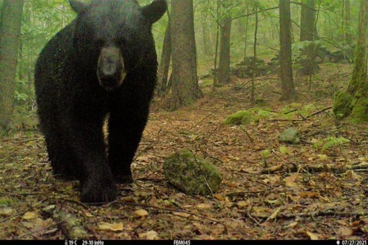 Large black bear looks directly at a trail camera