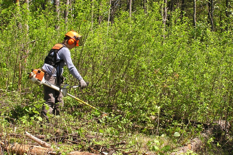 Researchers manually cut blackthorn