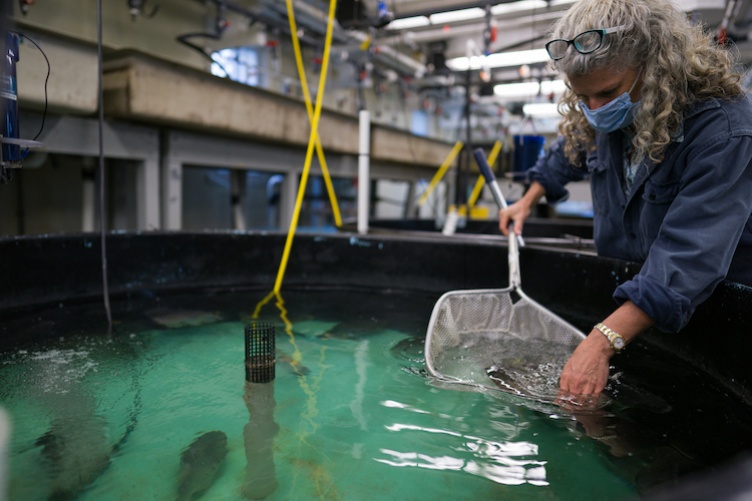 Female researcher scoops into large fish tank with net