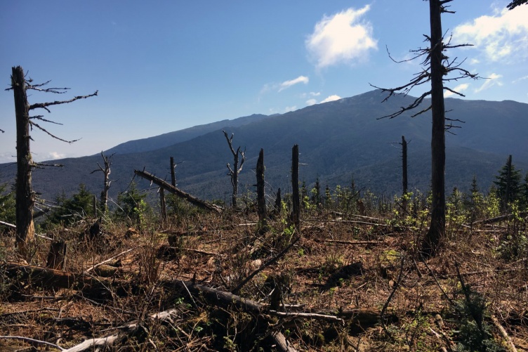 Researchers will use drone-based Light Detection and Ranging to identify and predict forest features critical for snowshoe hare and American marten in the Northern Forest. 