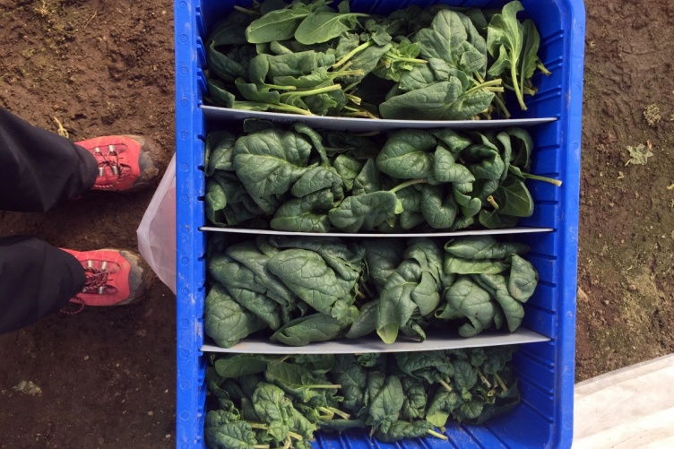 Four varieties of spinach