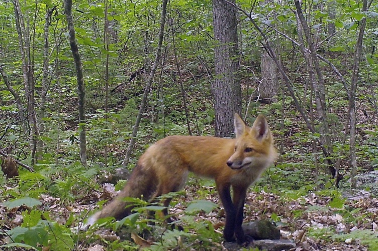 Researchers are developing a unique monitoring system for wildlife in the Granite State to help inform management and conservation decisions.