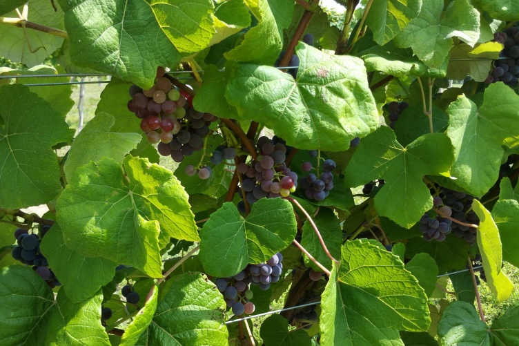 Seedless Table Grapes