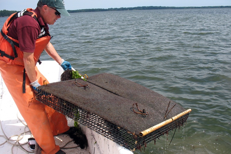 Oyster farming