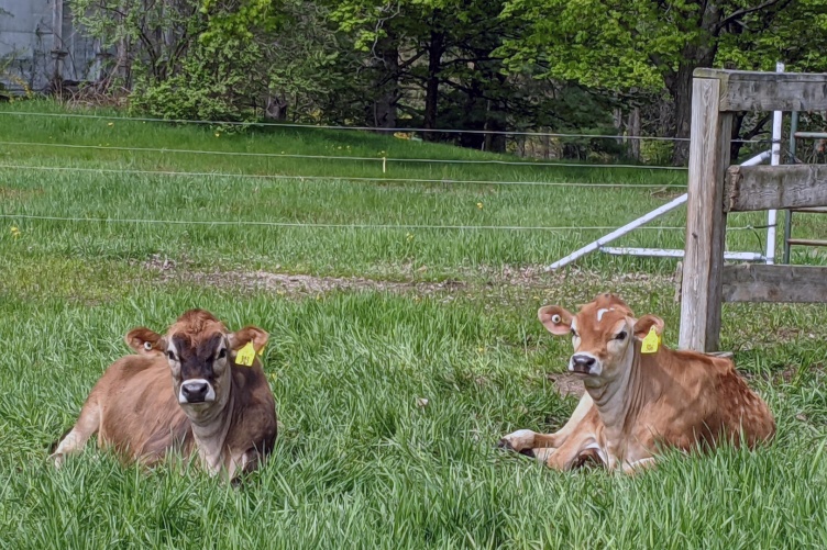 While extensive mastitis research exists, there is limited data regarding the whole genomes of pathogens that cause the infections, and thus large gaps in our understanding of the bacteria and how or why they lead to the disease. 