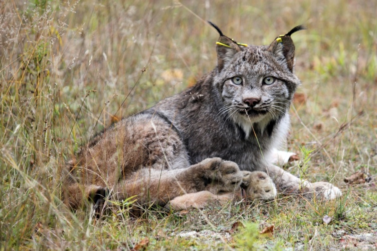 A Canada Lynx