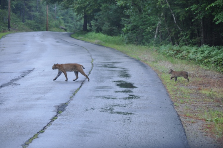 Bobcat mom and kitten crossing road
