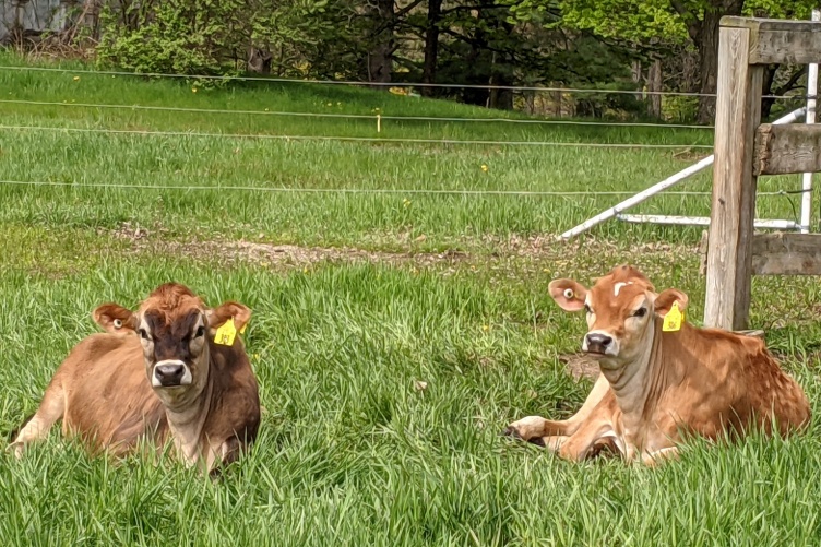 Scientists will discuss their research findings about improving colostrum quality and quantity at a Dairy Research Field Day Tuesday, June 15, 2021.