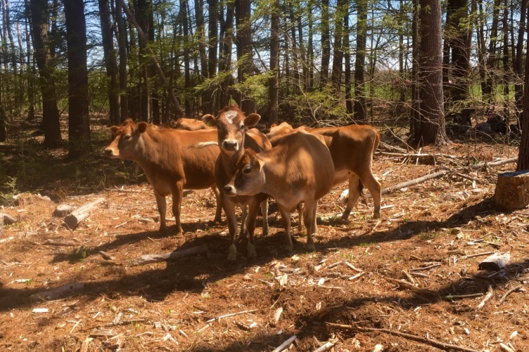 Cows surrounded by trees