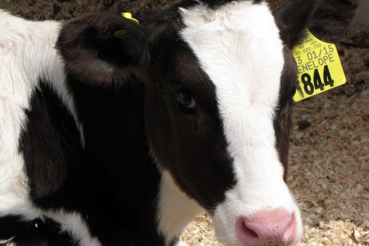 Penelope the calf