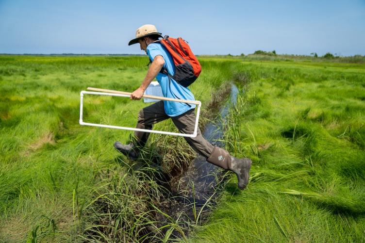 Researcher strides across ditch in salt marsh carrying square trancept