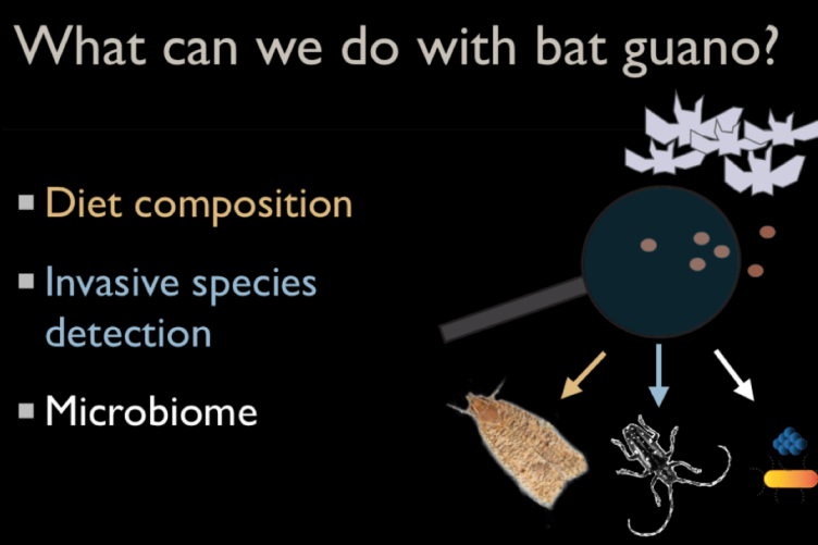 What can we do with bat guano?