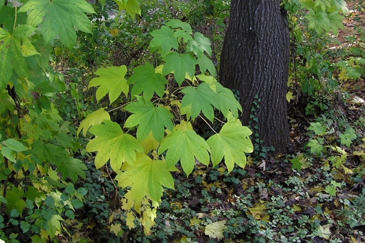Castor-aralia seedling