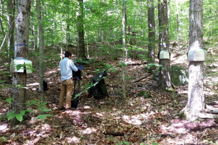 Trees with sap flow sensors having their data downloaded