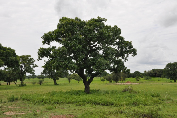Shea tree in the landscape Shea tree in the landscape