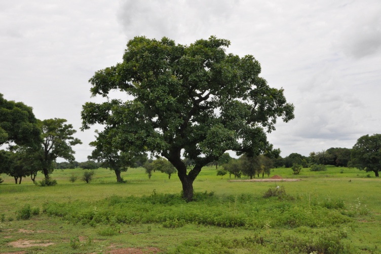 Shea tree in the landscape