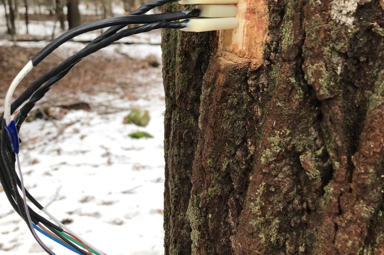 Doctoral student David Moore has been monitoring sap flow in several species of native, deciduous hardwoods during winter dormancy.