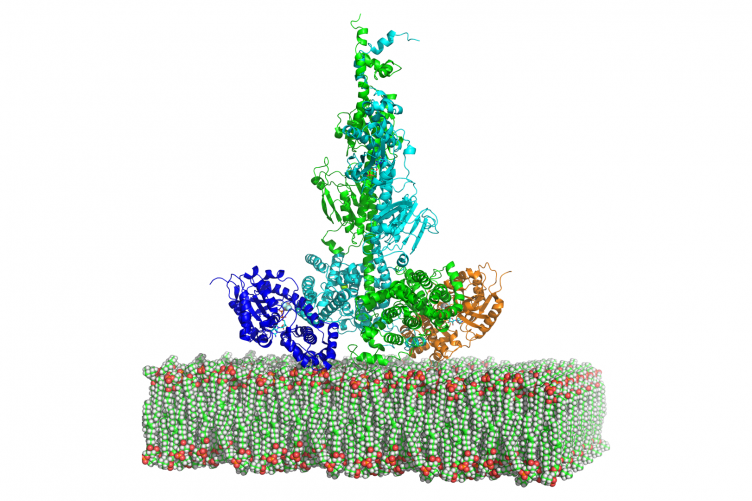 A three-dimensional model of PDE6 (green and cyan) with bound G-protein subunits (blue and orange).