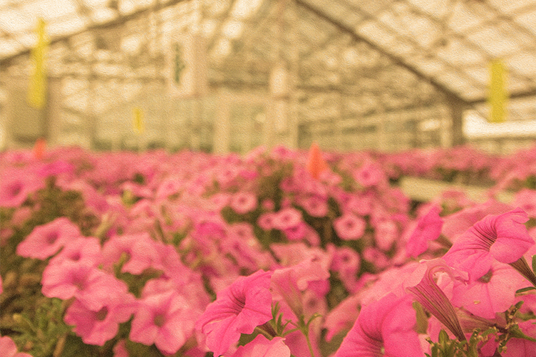 Research at the UNH Macfarlane Research Greenhouses