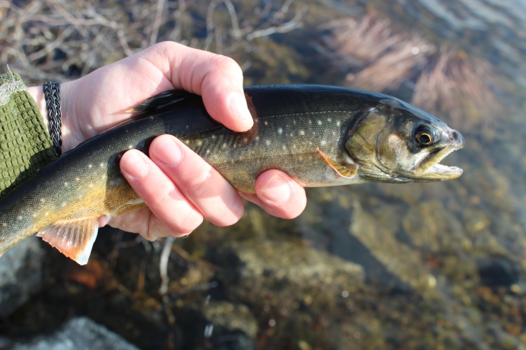 Hand holding a live fish, Arctic charr