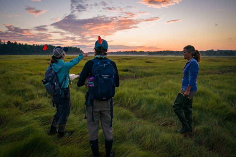 Three researchers walk through a salt marsh at sunrise