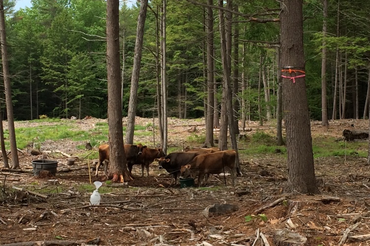 Brown cows grazing beneath trees.