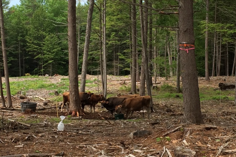 Brown cows grazing beneath trees. 