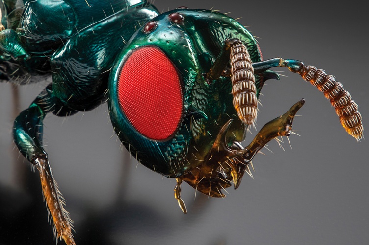 Parasitic wasp model