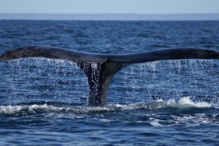 Whale tale emerges from ocean surface. 
