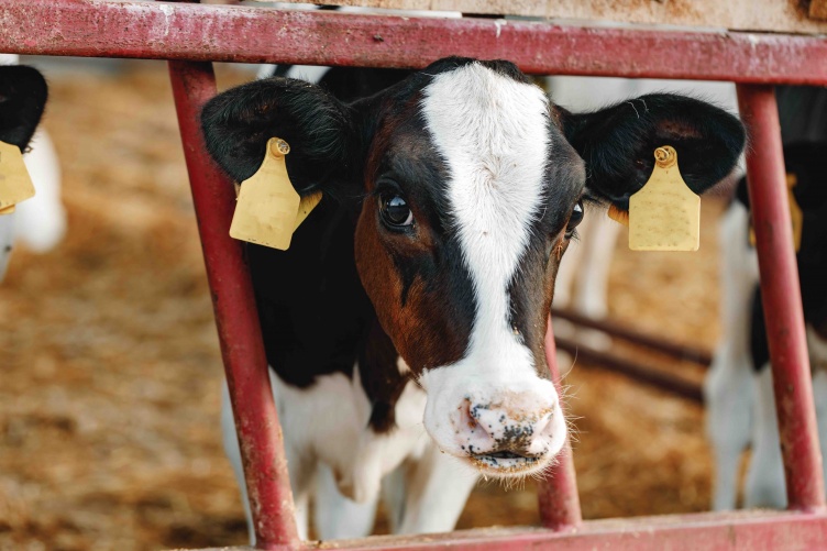 A photograph of a young black-and-white Holstein calve sticking her head through a red gate.