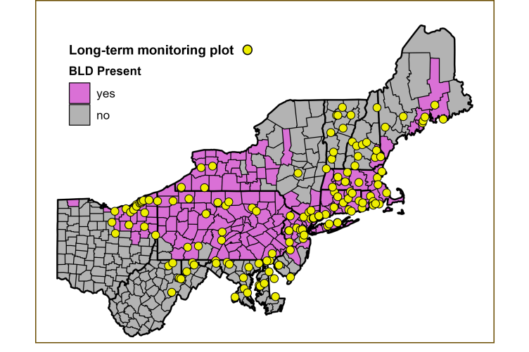 A map showing northeastern and northern Atlantic seaboard states, from Ohio through New England. Counties in pink indicate where beech leaf disease has been found.
