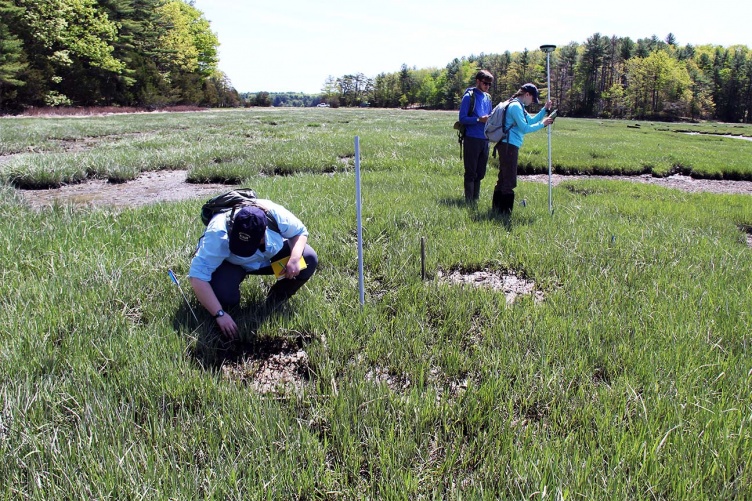 Graduate and undergraduate researchers explore experimental thin-layer sediment plots at Great Bay National Estuarine Research Reserve.