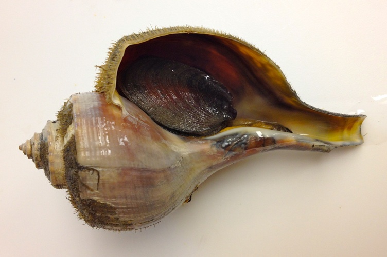 A channeled whelk laying sideways on a cream-colored background.