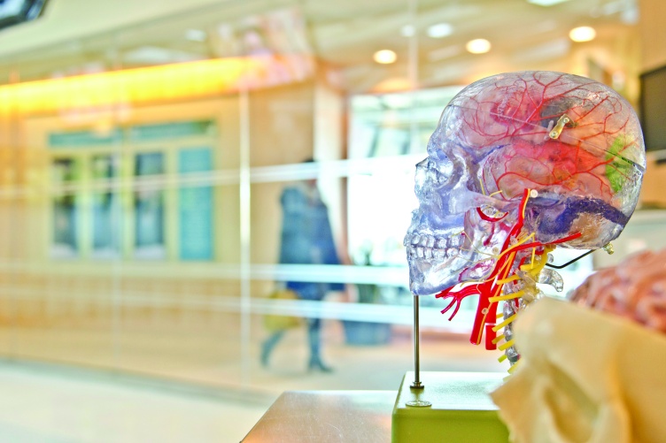 Stylized photo of clear model of a human skull