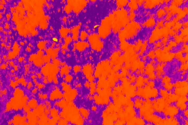 Thermal image showing cow (female moose) and her calf (in yellow). Red shows trees and purple shows ground.