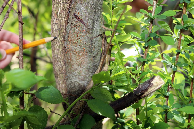 A pencil points to early fungal signs of chestnut blight on a tree.