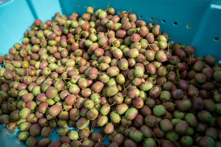 A teal bin full of red and yellow kiwiberries.