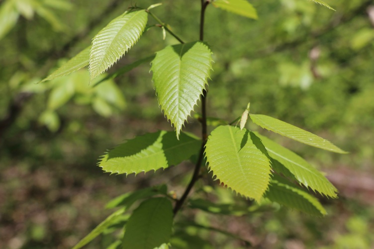 A photo showing the young leaves of a chestnut sapling at the Kingman Research Farm.