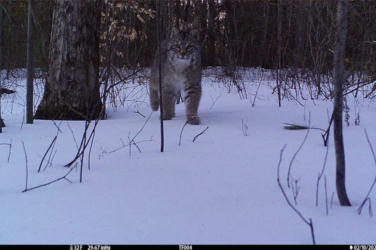 A photo of a bobcat in the snow captured by a camera trap in New Hampshire