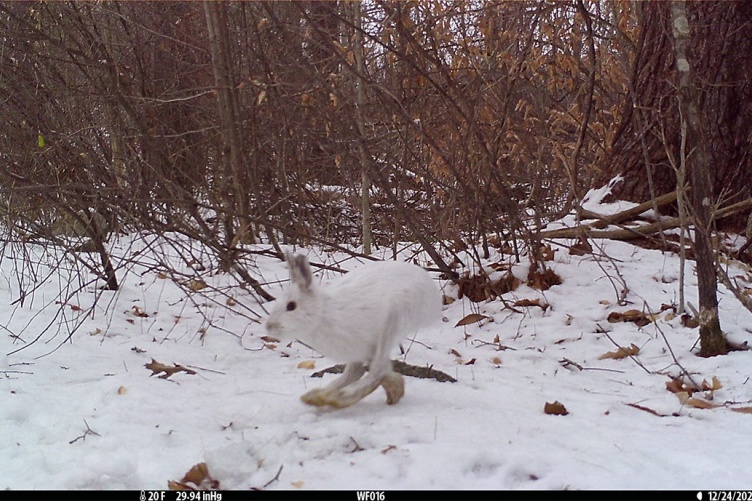A photo of a hare in the snow captured by a camera trap in New Hampshire