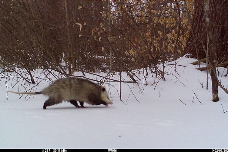 A photo of a opossum in the snow captured by a camera trap in New Hampshire