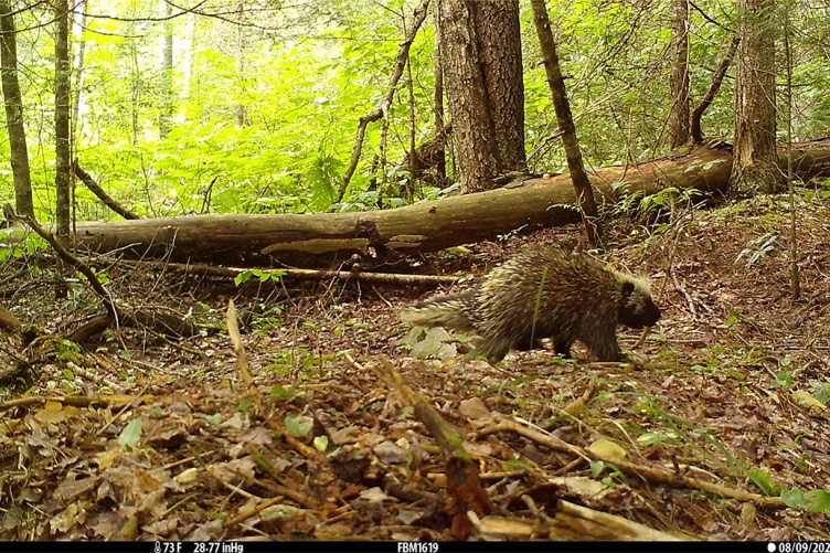 A photo of a busy porcupine captured by a camera trap in New Hampshire