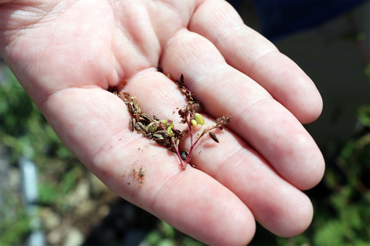 Noah Abasciano holds a hand of mature Tartary buckwheat seeds.
